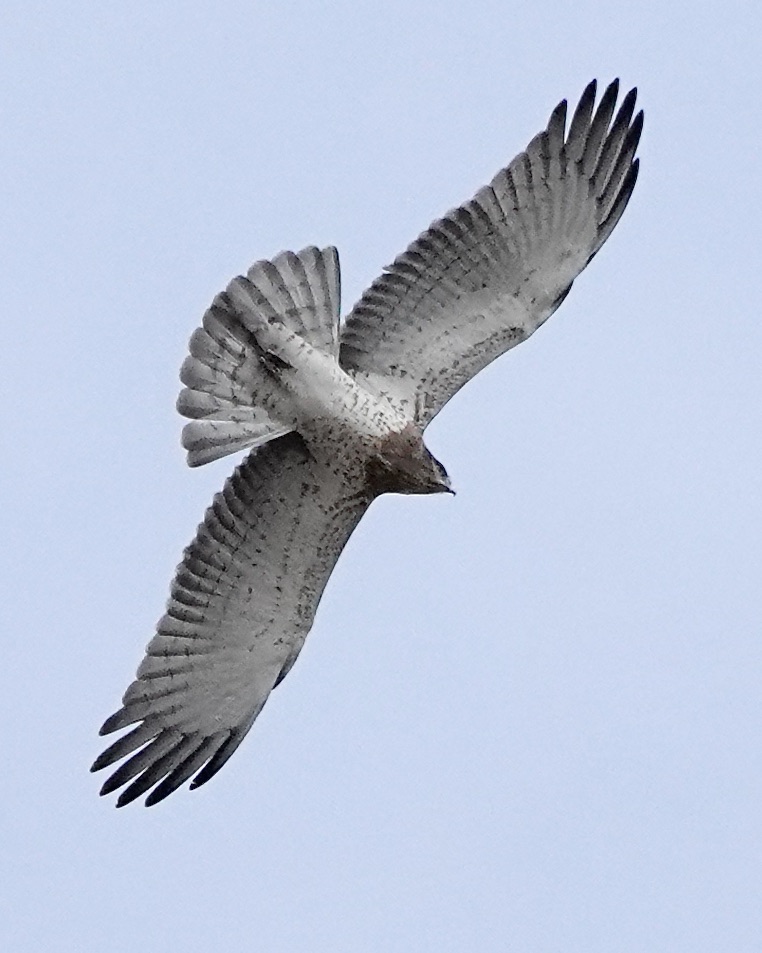 short-toed eagle